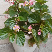 انواع گل‌های آپارتمان و ویلایی|گل و گیاه طبیعی|رشت, عینک|دیوار