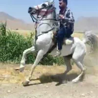 نریون سواریدار