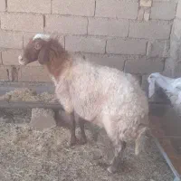 گوسفندودوتا بزغاله چاق