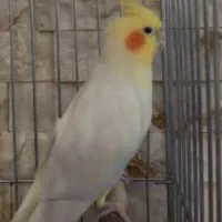 عروس گمشده