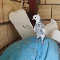 کفتر طوقی|پرنده|نورآباد, |دیوار