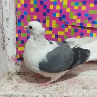 دوکتی خط دار ماده