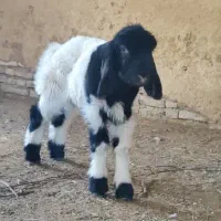 بره قوچ ترکی روزگاری نژاددار|حیوانات مزرعه|کوهرنگ, |دیوار