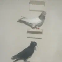کفتر