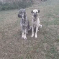 سگ سرابی ماده