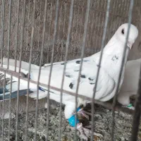 کبوتر تهرونی بلند پرواز|پرنده|شیراز, داریون|دیوار