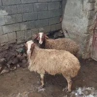 دوتا گوسفند داشتی|حیوانات مزرعه|سارال, |دیوار