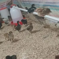جوجه ۳۰ روزه