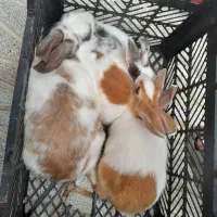 ۴ عدد خرگوش