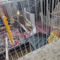 جوجه عروس