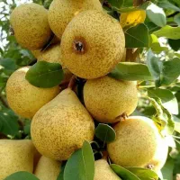 فروش انواع نهال های خاص