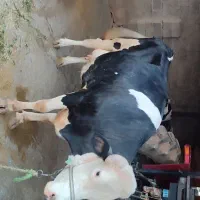 گاو