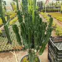 افربیا اینجنس