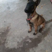 توله مالینویز ۳ماهه ماده|سگ|مهریز, |دیوار