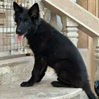سگ ژرمن بلک پرمو انگل تراپی شده..پدرو مادر بلک