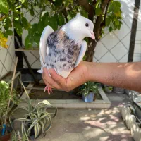 نر و ماده طوقی شازده