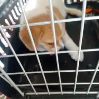 فروش سگ پاکوتاه ماده