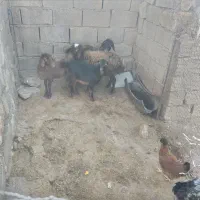 بره|حیوانات مزرعه|چرداول, |دیوار