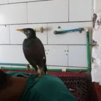 مرغ مینا جوان
