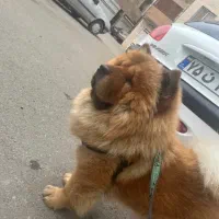 سگ  نژاد اصلی چاو چاو