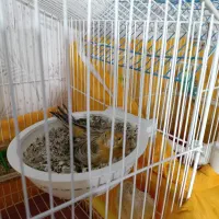 قناری|پرنده|سیرجان, |دیوار