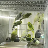 پرنده سرای مائد