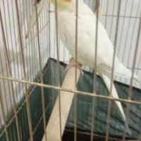 عروس هلندی|پرنده|شهریار, شهریار|دیوار