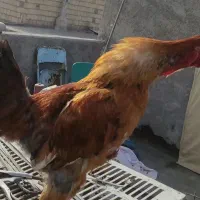 مرغ و خروس اصل جنس،لاری،محلی