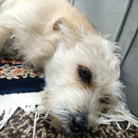 سگ گمشده|حیوانات|آبادان, |دیوار