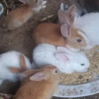 خرگوش