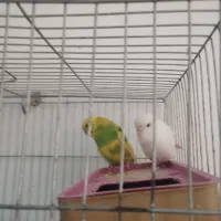 مرغ عشق|پرنده|داراب, |دیوار