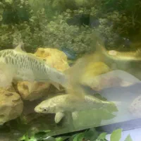 ماهی کوی نقره ای زیبا و سالم و سرحال به شرط|ماهی|تهران, دروازه شمیران|دیوار