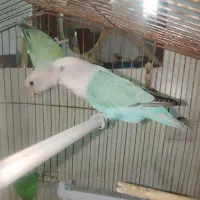 جوجه سریلاکی کوتوله برزیلی