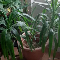 گل طبیعی|گل و گیاه طبیعی|تهران, قصر فیروزه ۲|دیوار