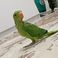 جوجه ملنگو سرلاکی