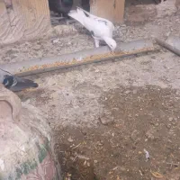 کبوتر لوتی قیتانی|پرنده|مرند, |دیوار