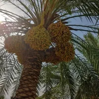 بریدن نخیلات ورطب