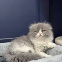 بچه گربه های مستقر در شیراز