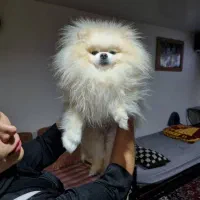 پامر خرسی جهت جفت