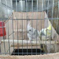 یک جفت عروس هلندی ویک مرغ مینا|پرنده|پاکدشت, شهرک امام رضا|دیوار