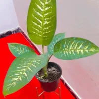 گل دیفن باخیا