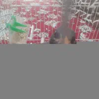 ۵عدد جوجه مرغ خانگی هست