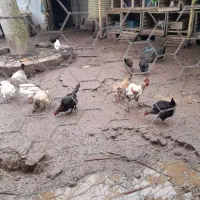 مرغ محلی اصل