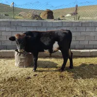 گوساله نر|حیوانات مزرعه|بیله سوار, |دیوار