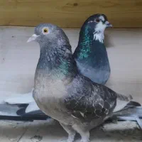 کبوتر پرشی جمله و تک
