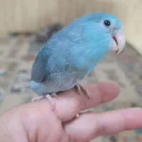 طوطی کوتوله مرغ عشق|پرنده|مشهد, بهمن|دیوار