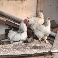 تخم نطفه دار برهما