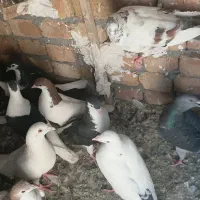 ۱۶تا کفتر بوم