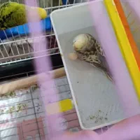 ماده گمشده تخم داشته