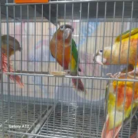 طوطی|پرنده|اصفهان, دوطفلان|دیوار